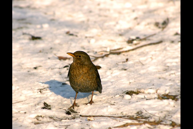 Bird